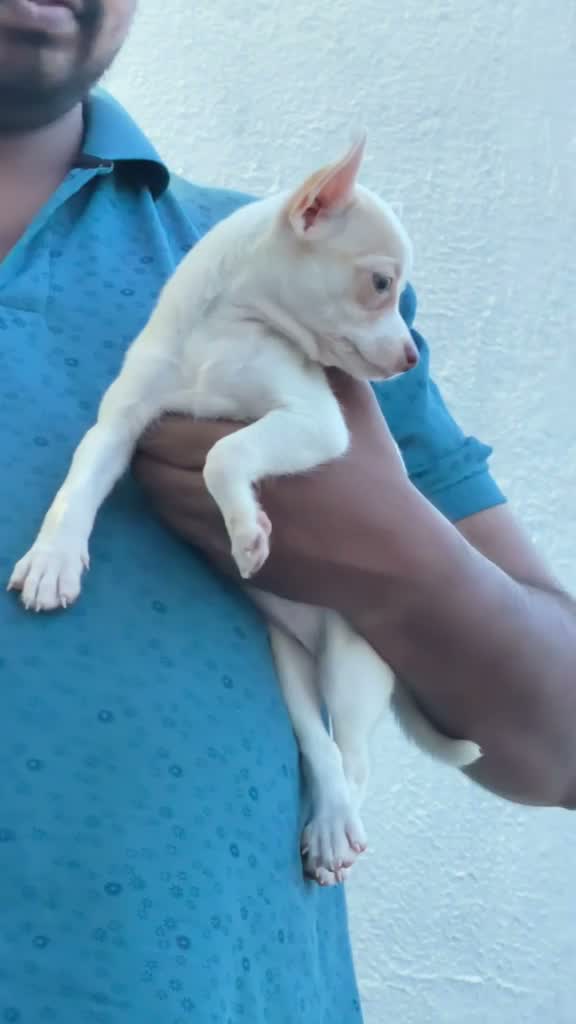 Dachshund Puppy | Brown & Tan, farm video
