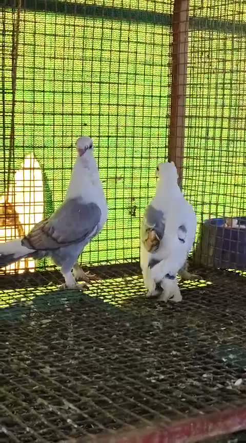 Fantail Pigeon, farm video