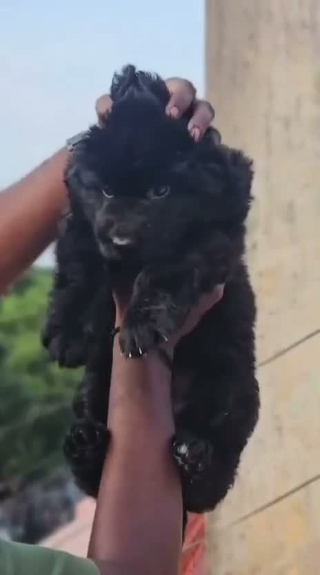 German Shepherd Puppy, farm video