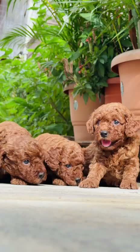 Toy Poodle Puppy, farm video