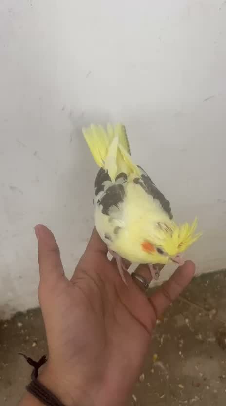 Cockatiel, farm video
