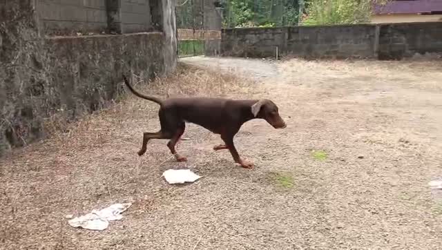 Doberman Pinscher Puppy, farm video