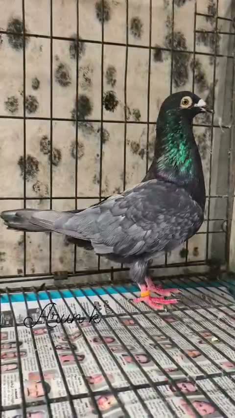 Fantail Pigeon, farm video