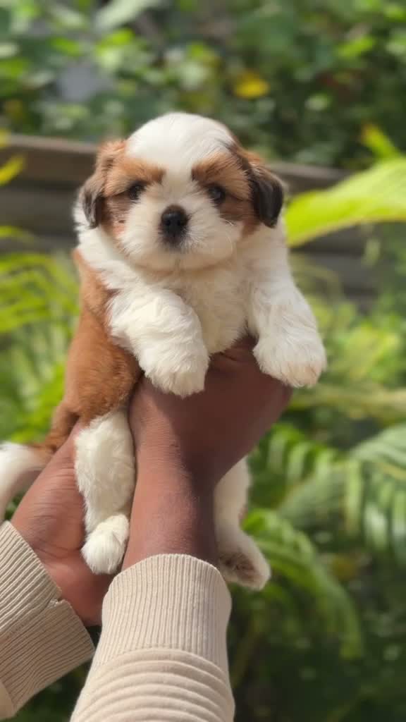 Dachshund Puppy | Brown & Tan, farm video