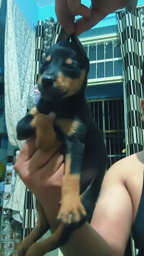 Doberman Pinscher Puppy, farm video