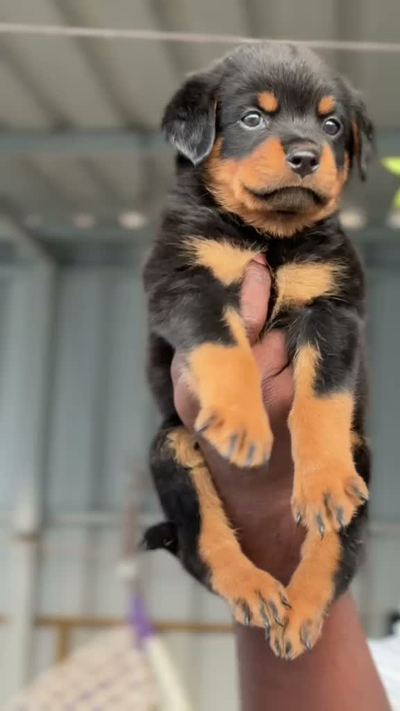 Dachshund Puppy | Brown & Tan, farm video