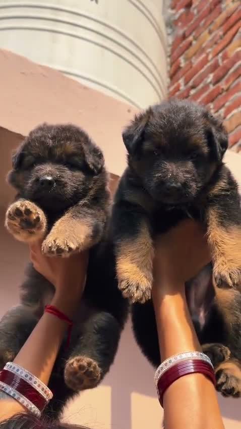 German Shepherd Puppy, farm video