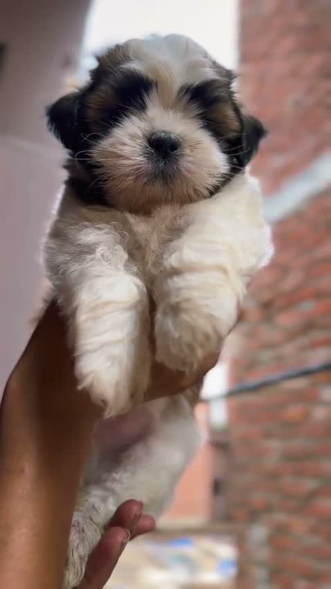 Shih Tzu | Black Color, farm video