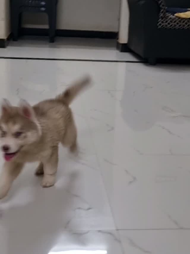 Siberian Husky Puppy | Black & White Color, farm video