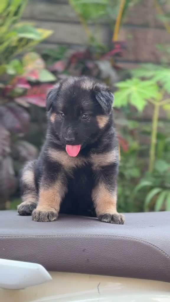 German Shepherd Puppy, farm video