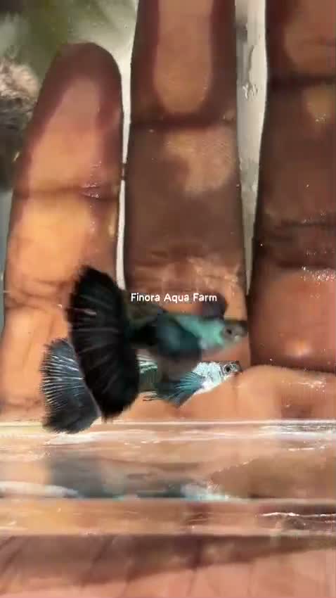 Dumbo Rat, farm video