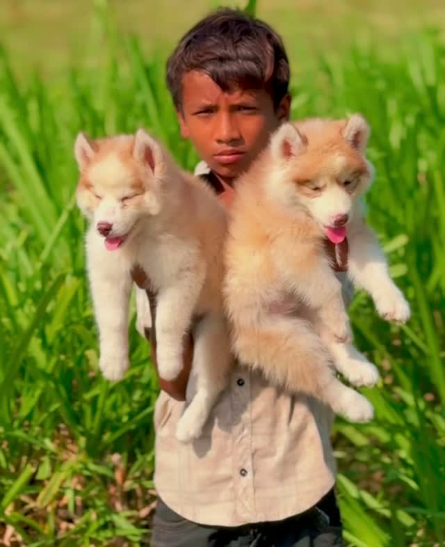 Siberian Husky Puppy | Black & White Color, farm video