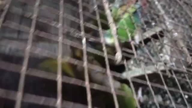 Small Cheek Conure, farm video
