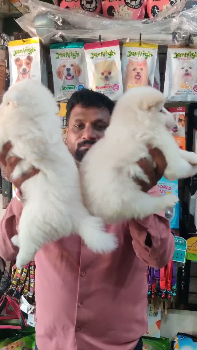Culture Pom Puppy, farm video