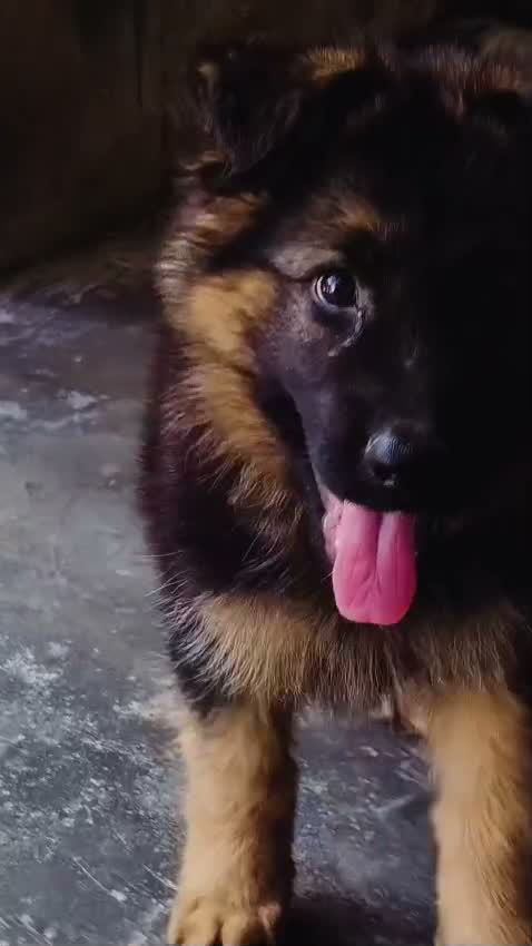 German Shepherd Puppy, farm video