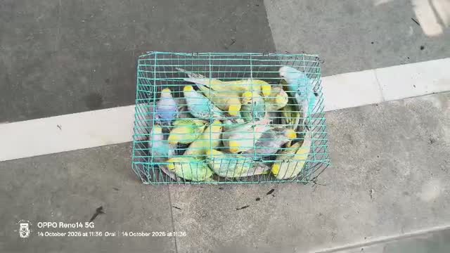 Budgies, farm video