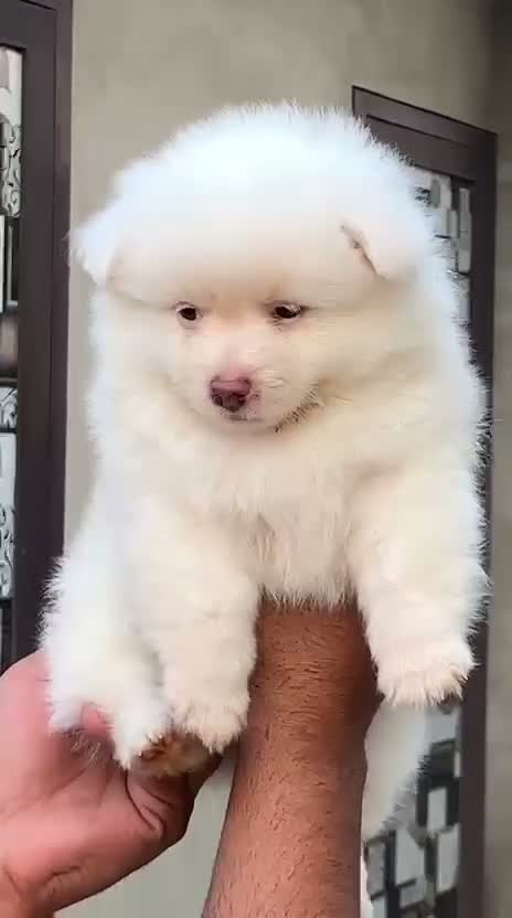 Culture Toy Pom Puppy | White, farm video