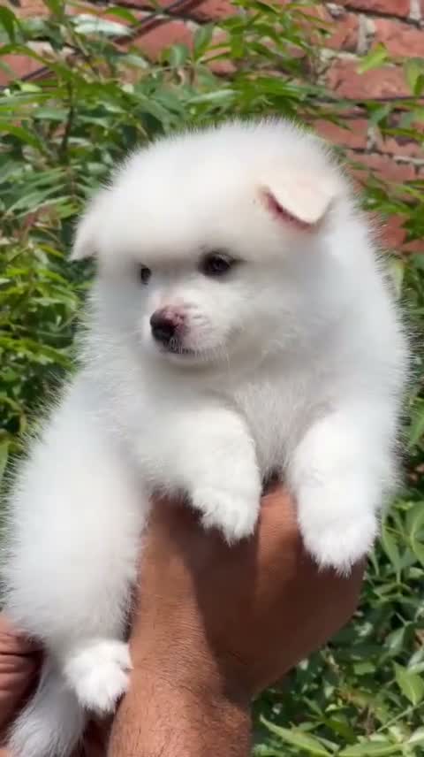 Culture Toy Pom Puppy | White, farm video