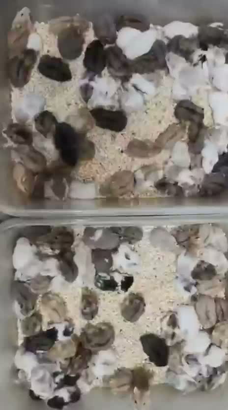 Dwarf Hamster Babies | Adults, farm video