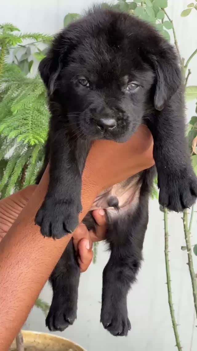 Beagle Black & Tan Puppy, farm video