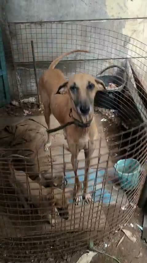 Chippiparai Puppy, farm video
