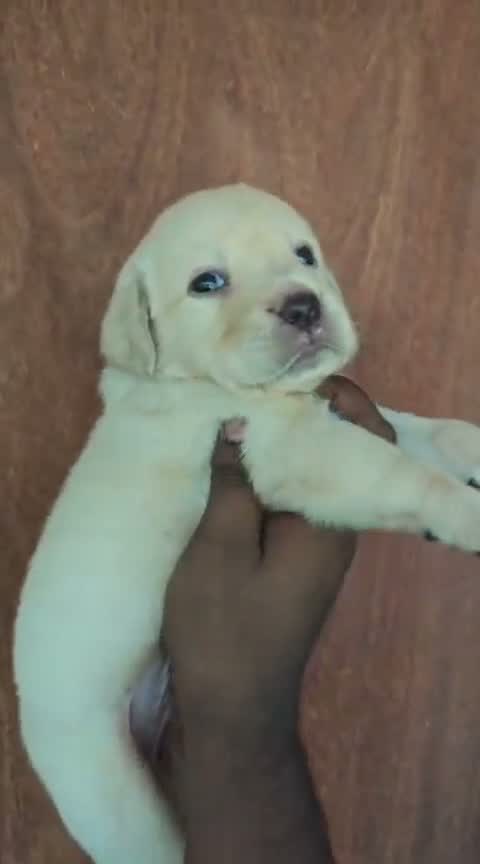 Beagle Black & Tan Puppy, farm video