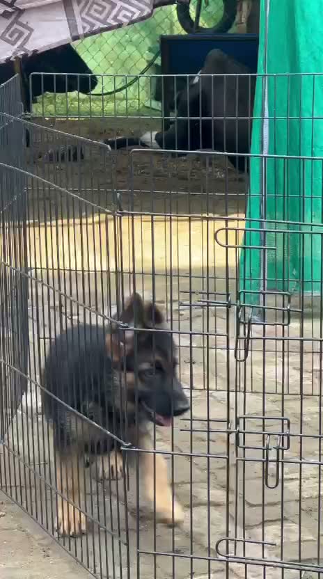 German Shepherd Puppy, farm video