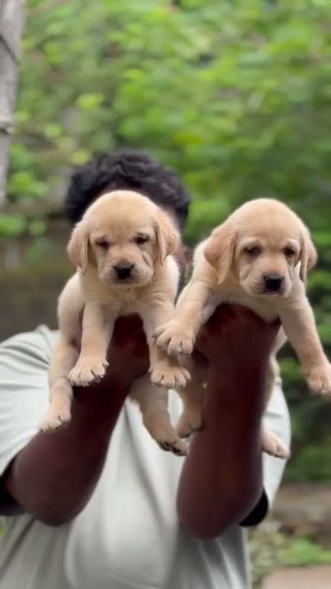 Beagle Black & Tan Puppy, farm video