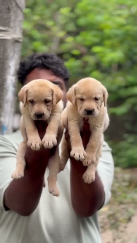 Beagle Black & Tan Puppy, farm video
