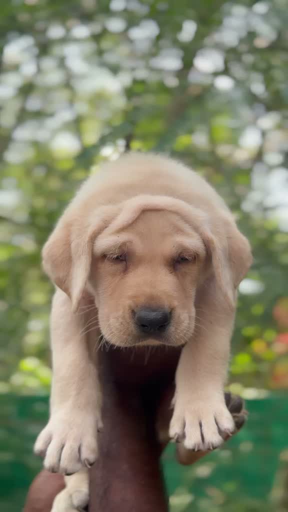 Beagle Black & Tan Puppy, farm video