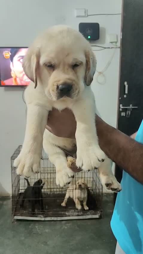 Beagle Black & Tan Puppy, farm video