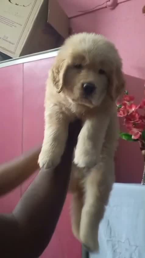 Golden Retriever, farm video