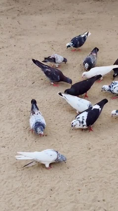Fantail Pigeon, farm video