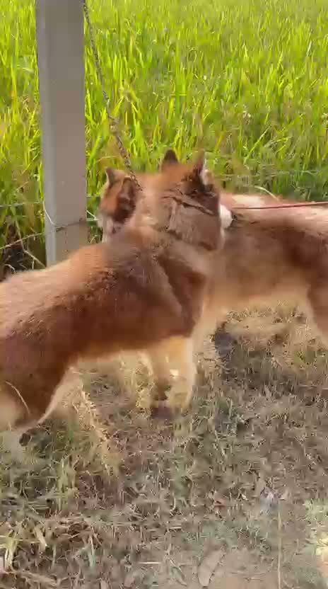 Siberian Husky Puppy | Black & White Color, farm video