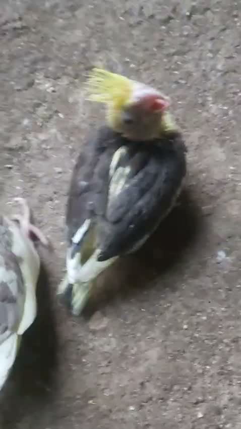 Cockatiel, farm video