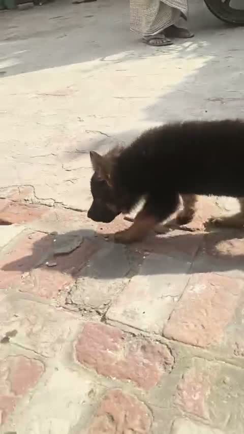 German Shepherd Puppy, farm video