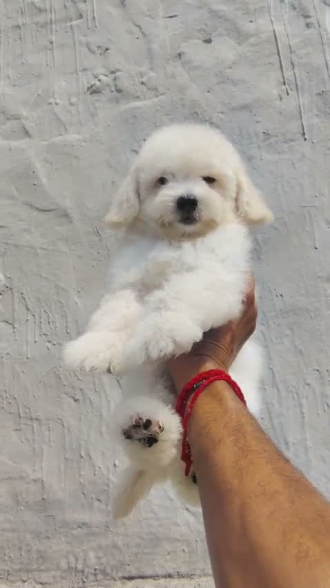 Standard Poodle Puppy, farm video