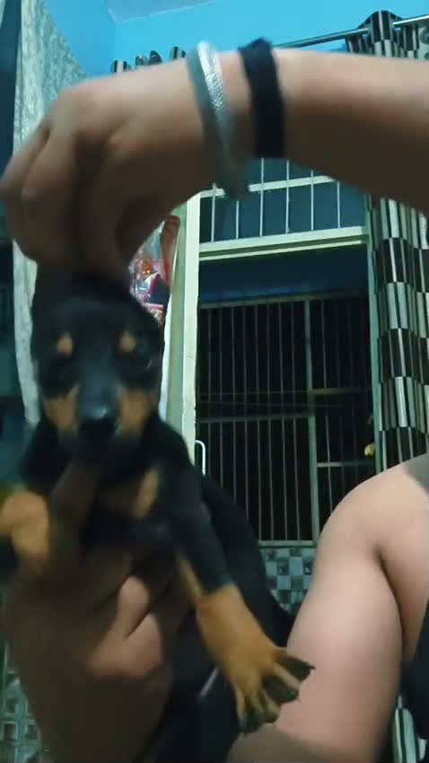 Doberman Pinscher Puppy, farm video