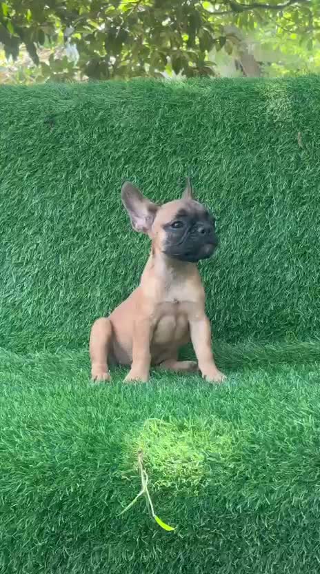 French Bulldog Puppy, farm video