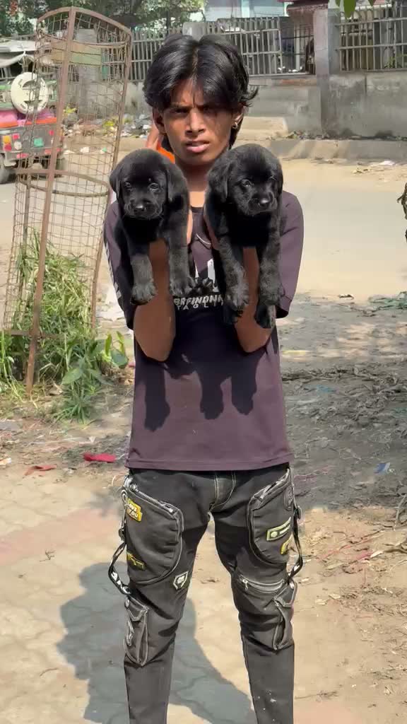 Beagle Black & Tan Puppy, farm video