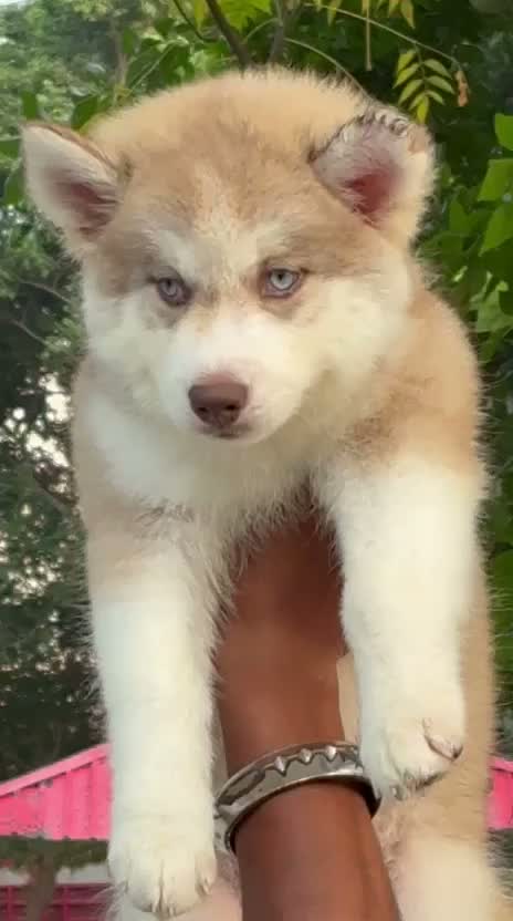 Siberian Husky Puppy | Black & White Color, farm video
