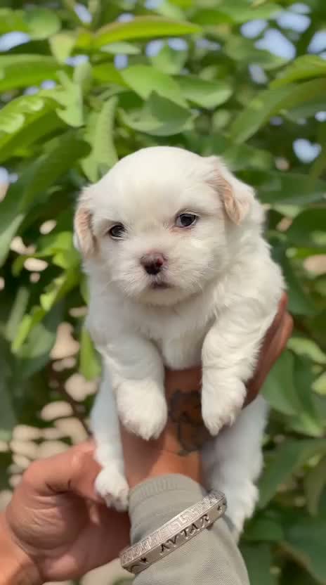 Shih Tzu | Black Color, farm video