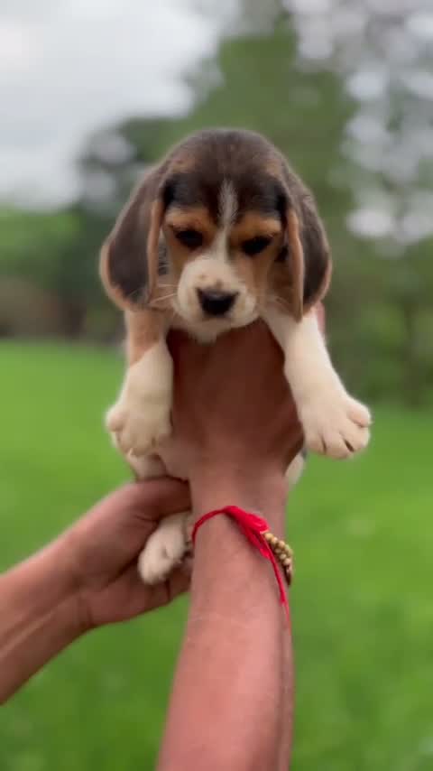 Beagle Black & Tan Puppy, farm video