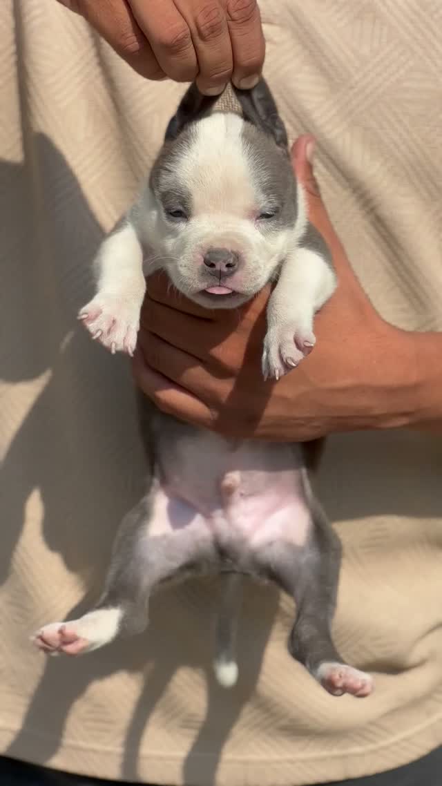 American Bully Pocket Size Puppy, farm video