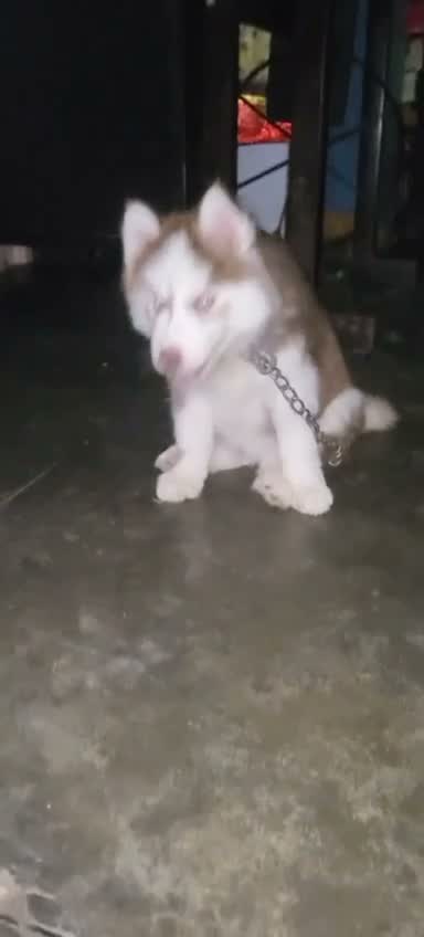 Siberian Husky Puppy | Black & White Color, farm video