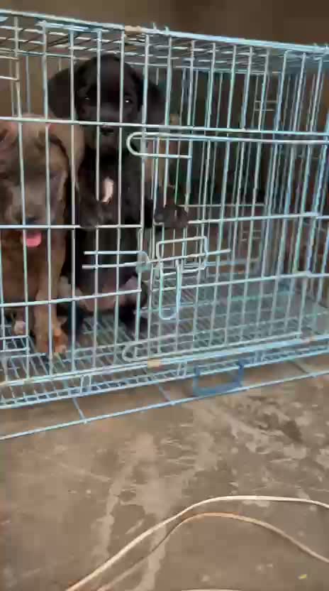 Cane Corso Puppy, farm video