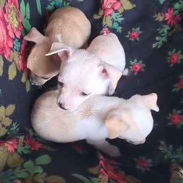 Chihuahua Puppy, farm video