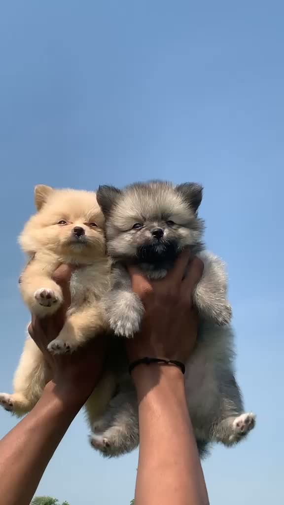 Culture Toy Pom Puppy, farm video