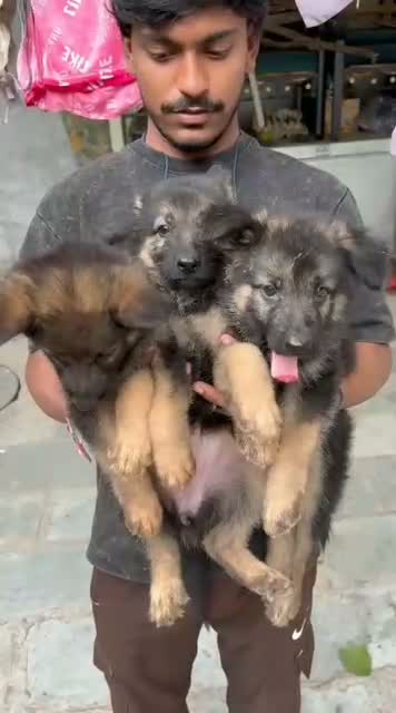 German Shepherd Puppy, farm video