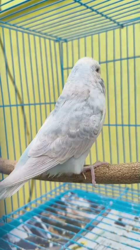 Exhibition Budgies, farm video